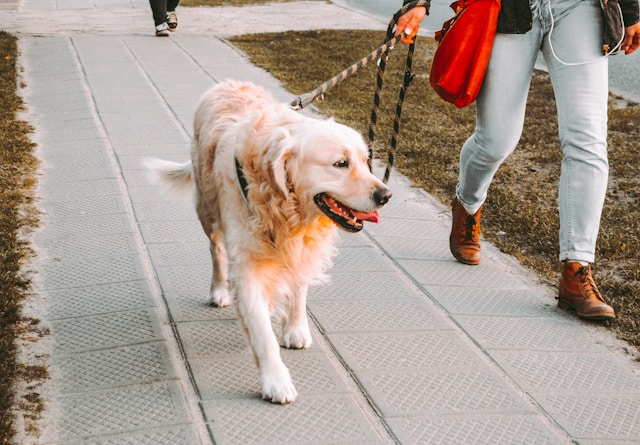 犬の食後すぐの散歩は危険！？ベストな時間と注意点