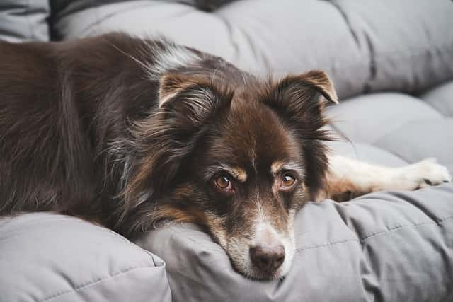 犬を寂しくさせない接し方