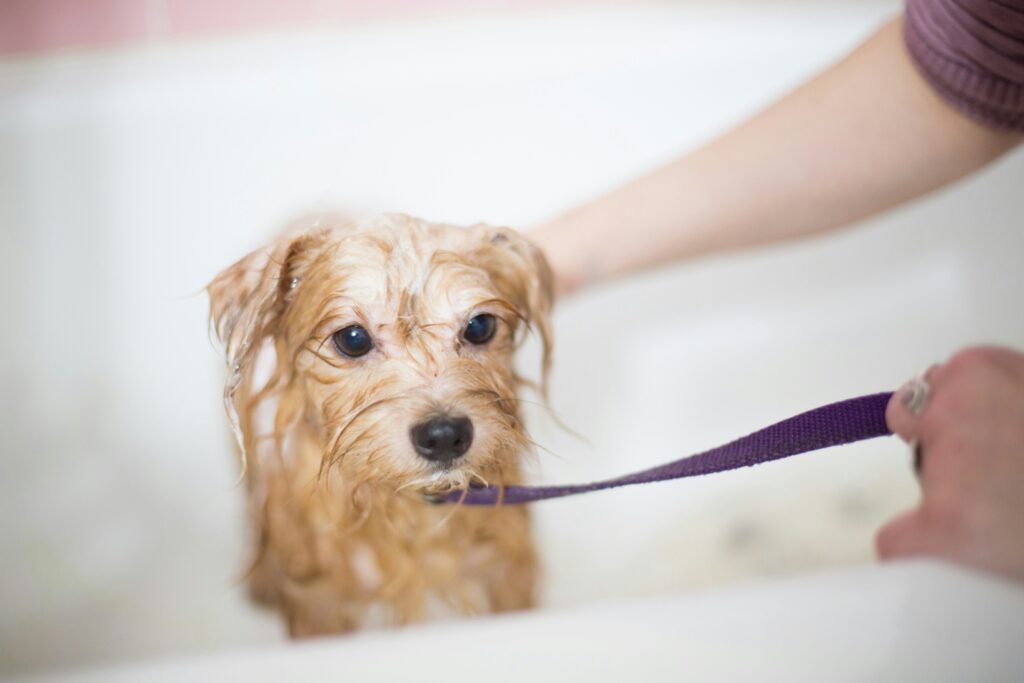 犬をお風呂に入れないとどんな影響がある？