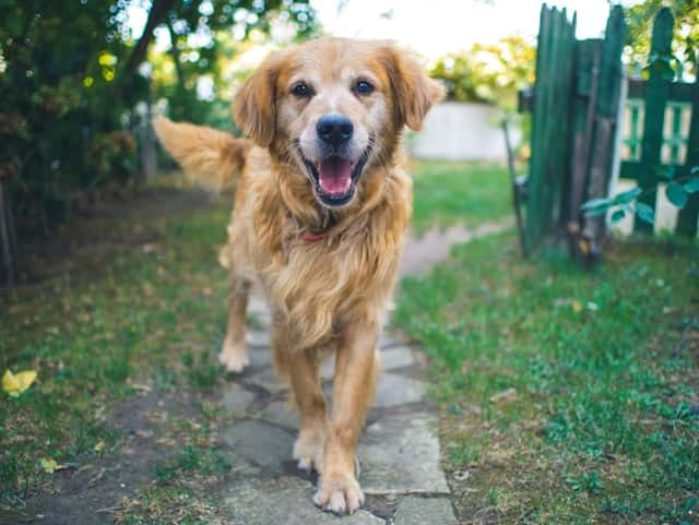 犬に好かれているサイン