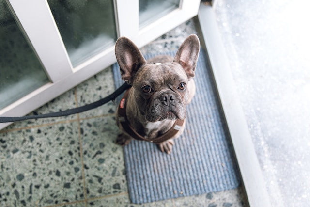 犬の散歩とご飯の順番はどっちがいい？