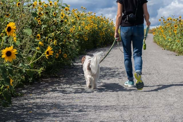 散歩中の犬が快適に過ごせる気温とは？