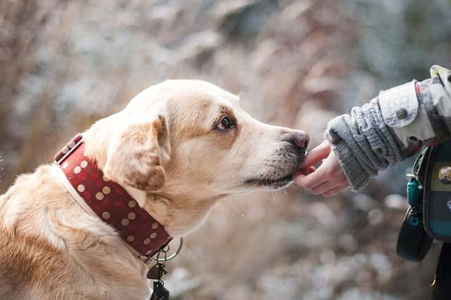 犬に好かれるためには【行動編】