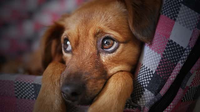 犬に好かれる人の体臭とは？