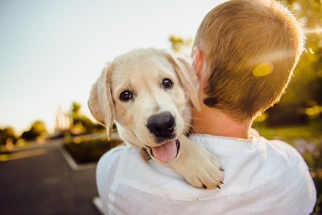 犬が寂しくないように留守番に慣れてもらおう