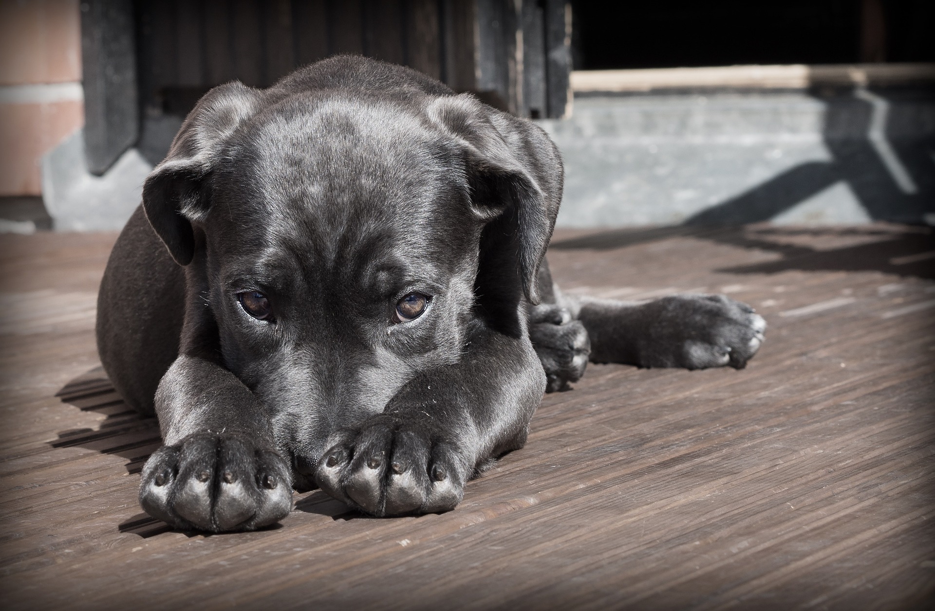 犬の嘔吐が心配 嘔吐の原因と改善策を徹底解説します 赤おにblog 犬の嘔吐が心配 嘔吐の原因と改善策を徹底解説します 赤おにblog