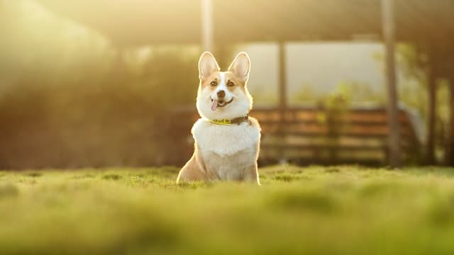 ドッグランとはどんな場所なのか?