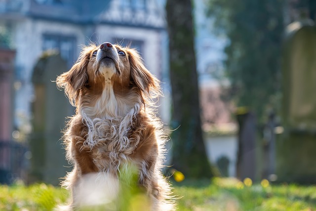 犬のためのエアコン使用時期は？