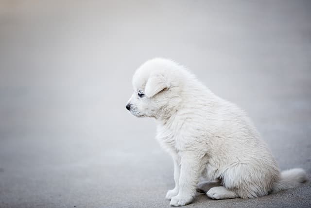 一人暮らしで犬を飼うのはかわいそうだといわれる理由