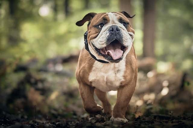 夏に犬を散歩させるときの注意点