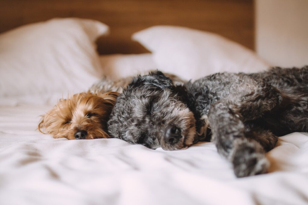 犬が寝る場所によって理由は違うの？
