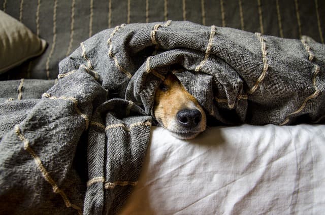 犬が夏バテしてしまったら