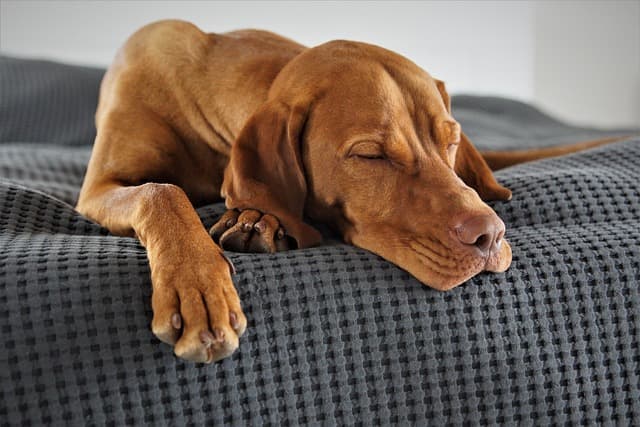 犬が寝る時に電気を消してもOK！