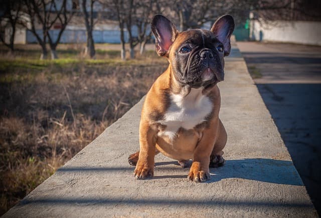 犬が自分のおならに驚いて逃げる動画