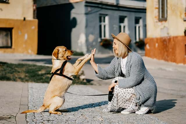 犬に好かれる人の3つの特徴