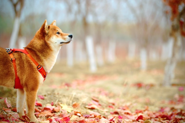 愛犬の健康を守るために食後の散歩を見直そう