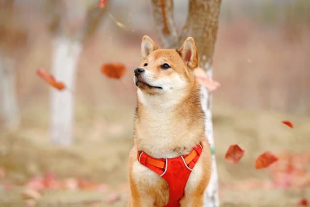 ドッグランに向かない犬種