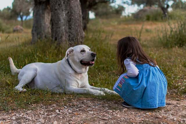 犬の気持ちを読み取る方法