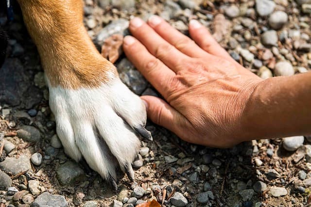 犬のおならの回数が多い場合の改善方法