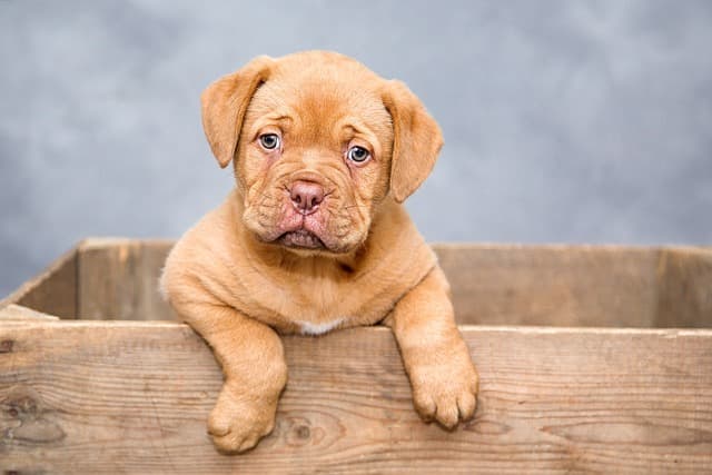 一人暮らしで犬を飼うための条件は？