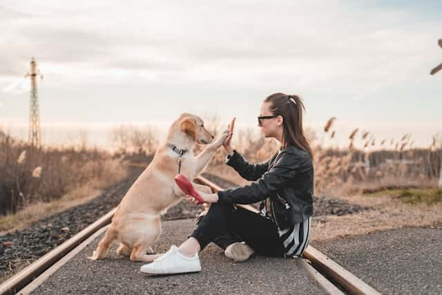 犬を電車に乗せてもバレない？迷惑をかけないコツ