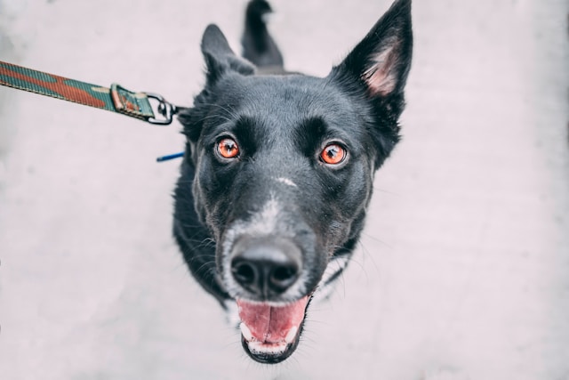 愛犬の健康を守る！食後の散歩の注意点と対策