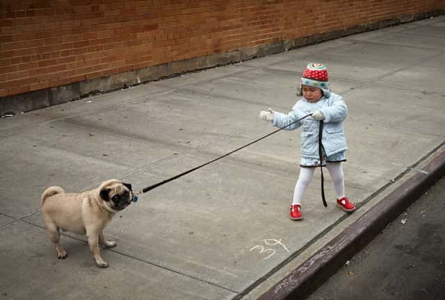 犬がうるさくて後悔｜育犬ノイローゼのチェックする方法