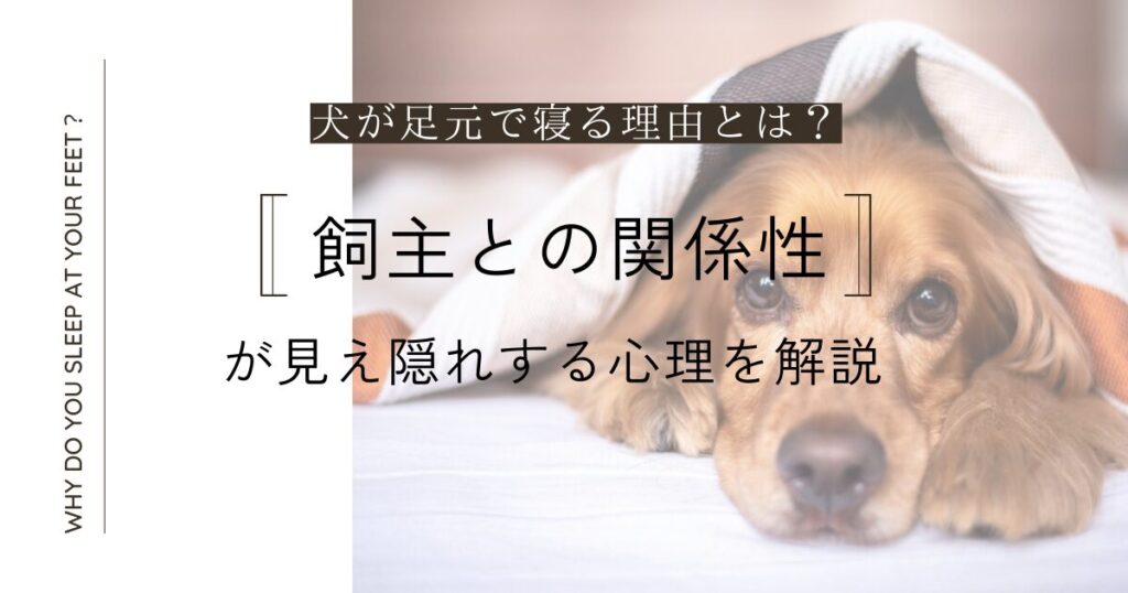 【犬が足元で寝る理由とは？】飼主との関係性が見え隠れする心理を解説