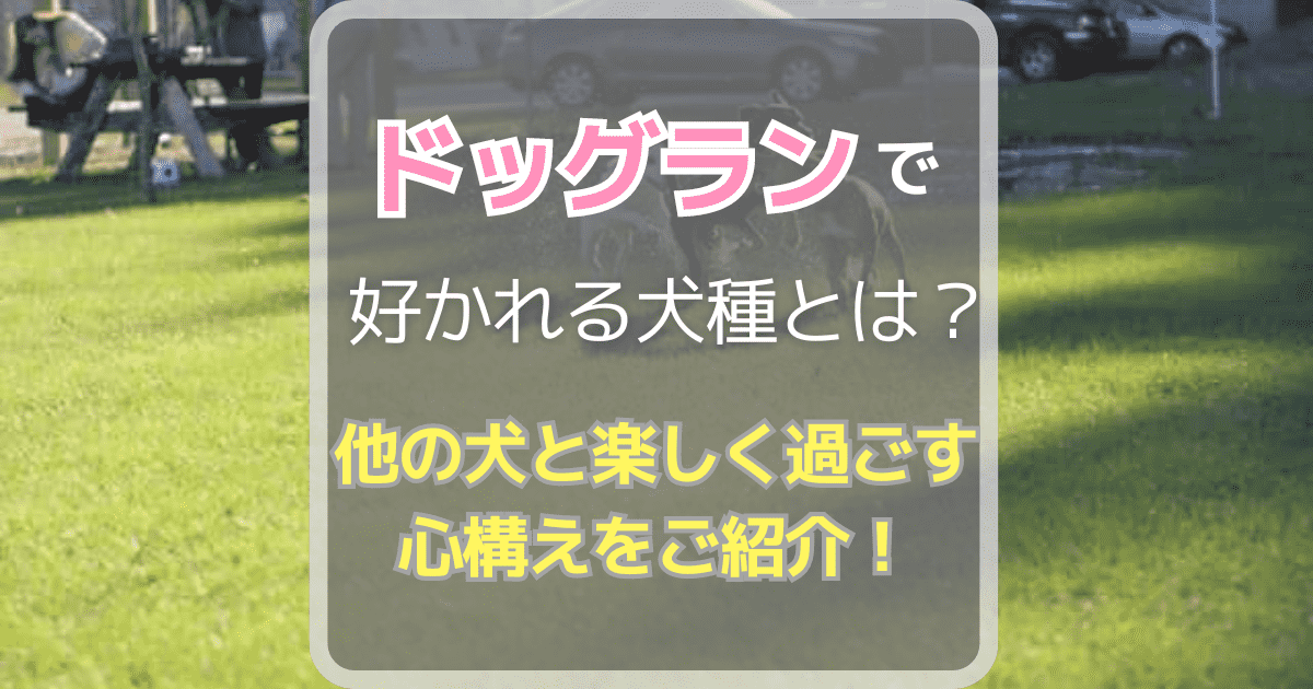 ドッグランで好かれる犬種とは？他の犬と楽しく過ごすための心構えをご紹介！