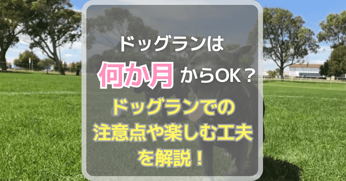 ドッグランは何ヶ月からOK？ドッグランでの注意点や楽しむ工夫を解説！