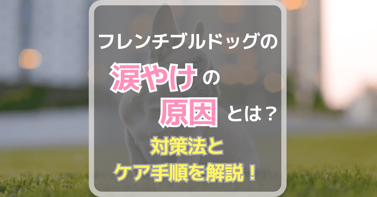 フレンチブルドッグの涙やけの原因とは？対策法とケア手順を解説！