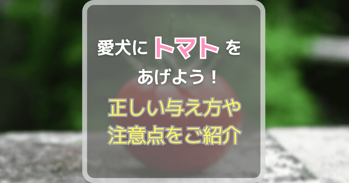愛犬にトマトをあげよう！正しい与え方や注意したいポイントをご紹介