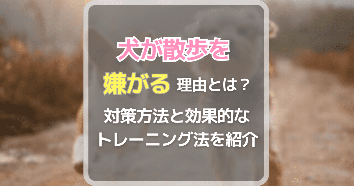 犬が散歩を嫌がる理由とは？対策方法と効果的なトレーニング法を紹介