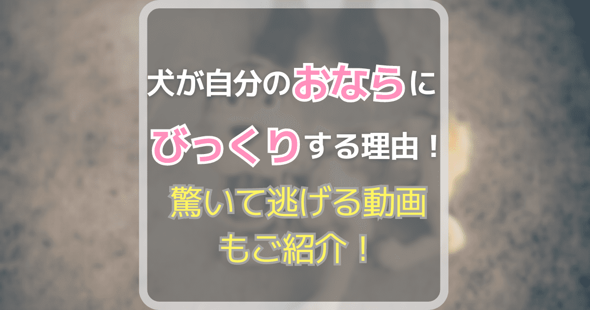 犬が自分のおならにびっくりする理由とは？驚いて逃げる動画も紹介！