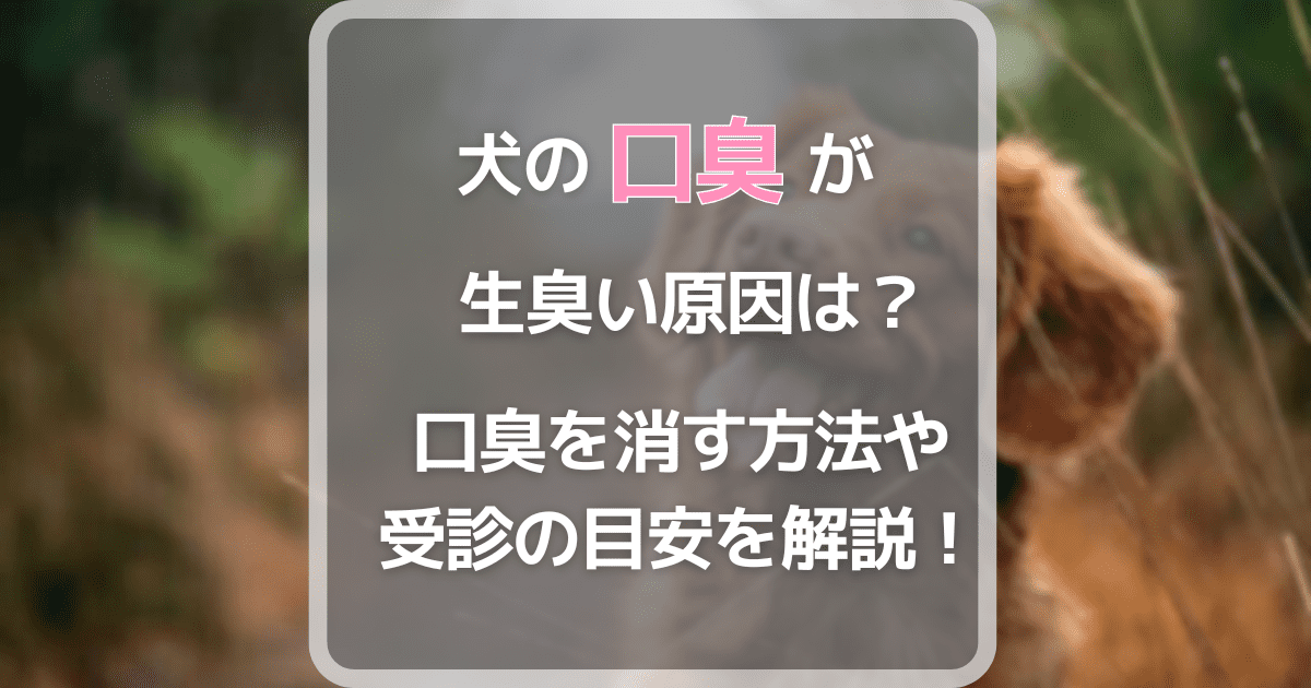 犬の口臭が生臭い原因は？口臭を消す方法や受診の目安を解説！