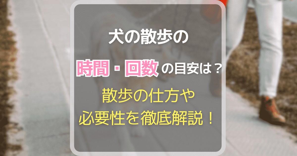 犬の散歩の時間・回数の目安は？散歩の仕方や必要性を徹底解説！